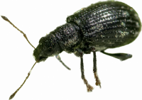Lalokonosci