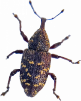 klikoroh_small