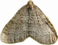 pidalky